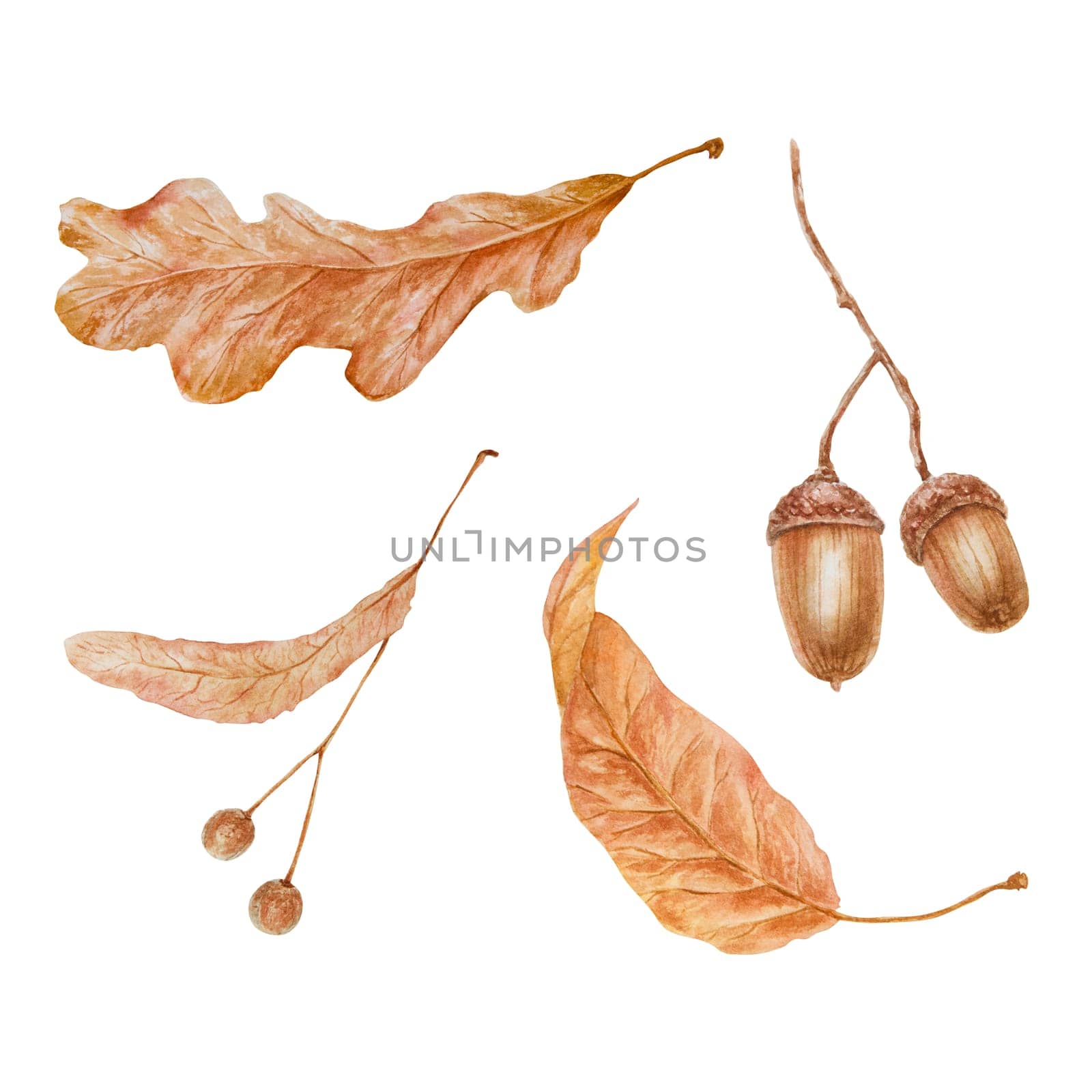 Dried brown leaf. Watercolor hand drawn illustration of forest plant element. Floral realistic clip art for eco goods, natural herbal medicine, healthy tea, homeopatic remedies, p lables, prints.