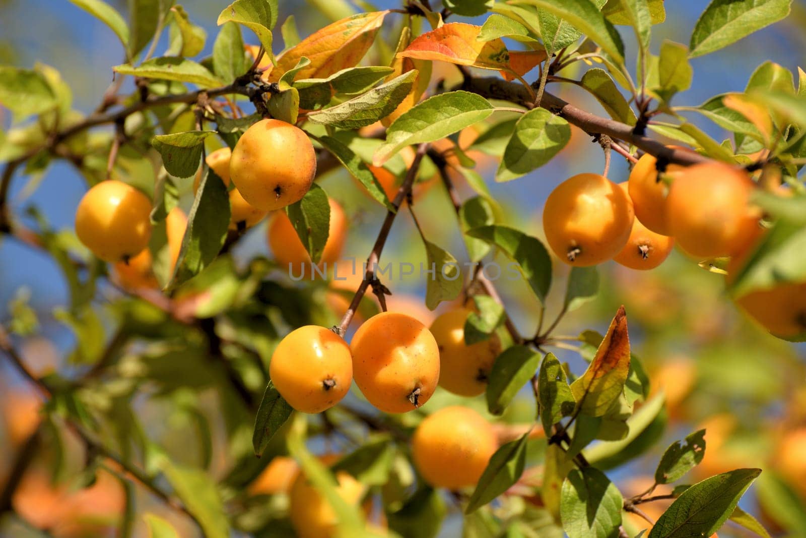 Apple tree fruits of the Chinese golden variety by olgavolodina