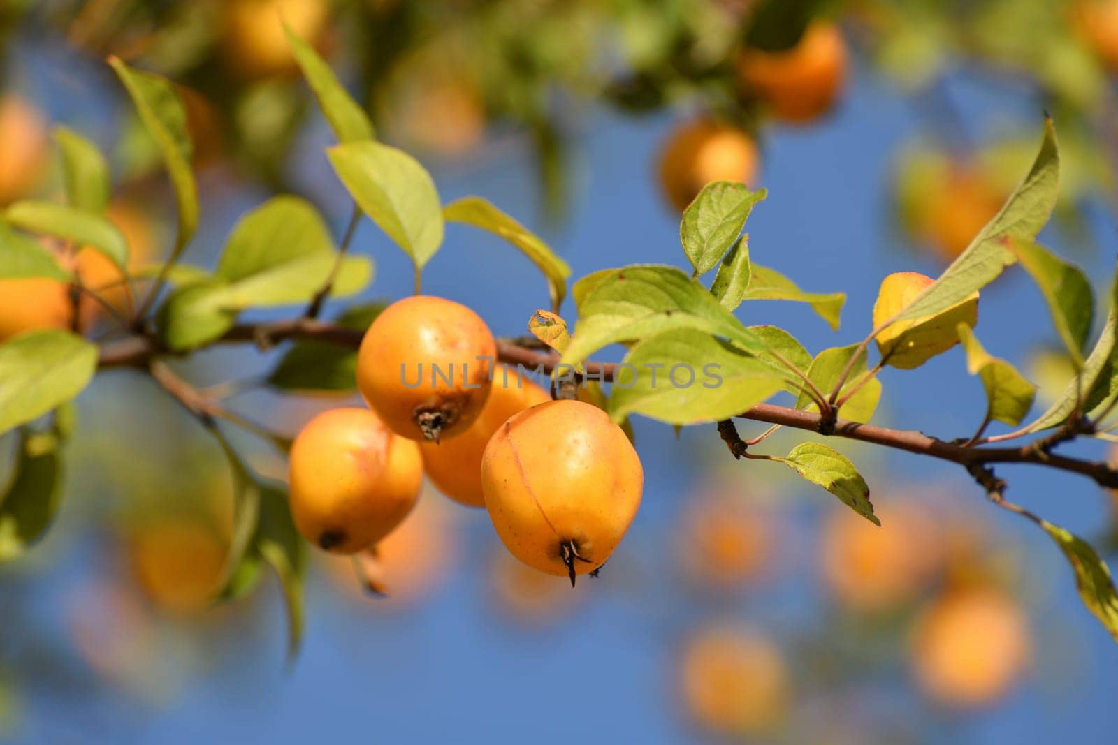 Apple tree fruits of the Chinese golden variety by olgavolodina