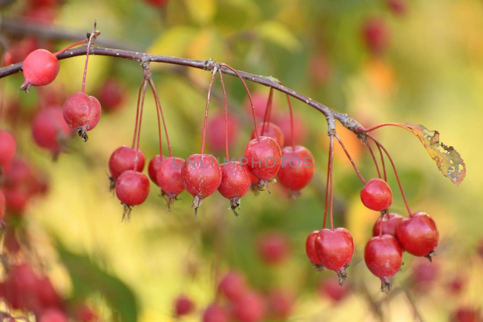 Apple tree fruits of Chinese red variety