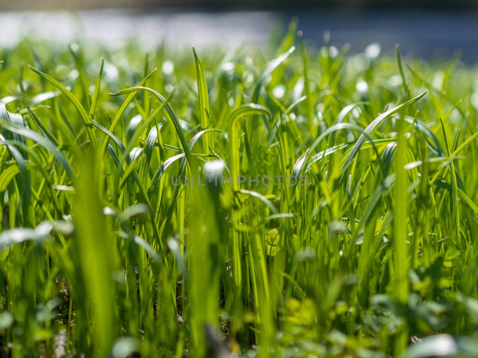 Green grass background texture. Field of fresh green grass texture as a background by Andre1ns