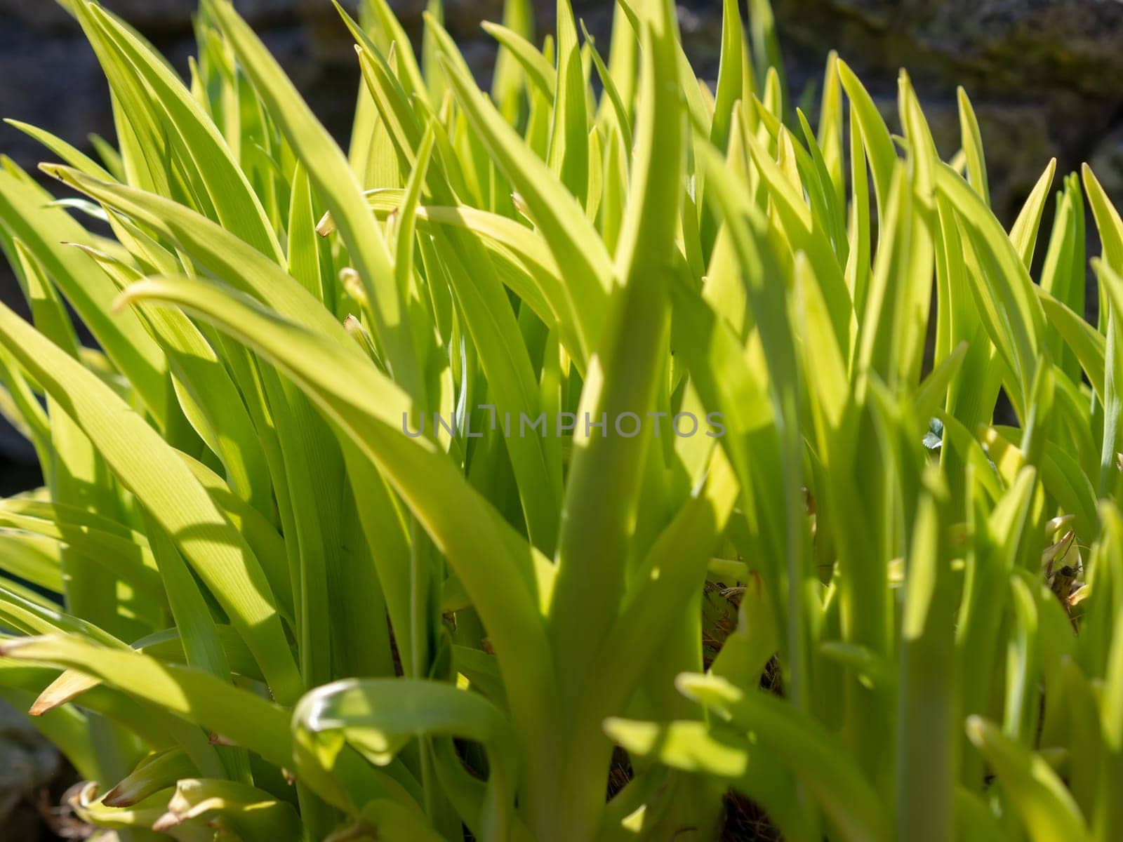 Green grass background texture. Field of fresh green grass texture as a background by Andre1ns