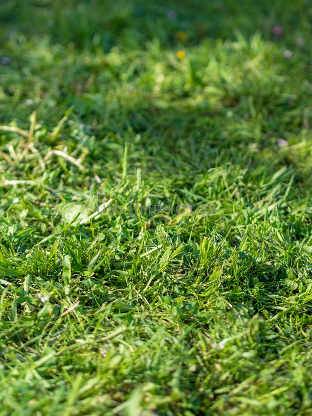 green living natural grass. background texture by Andre1ns