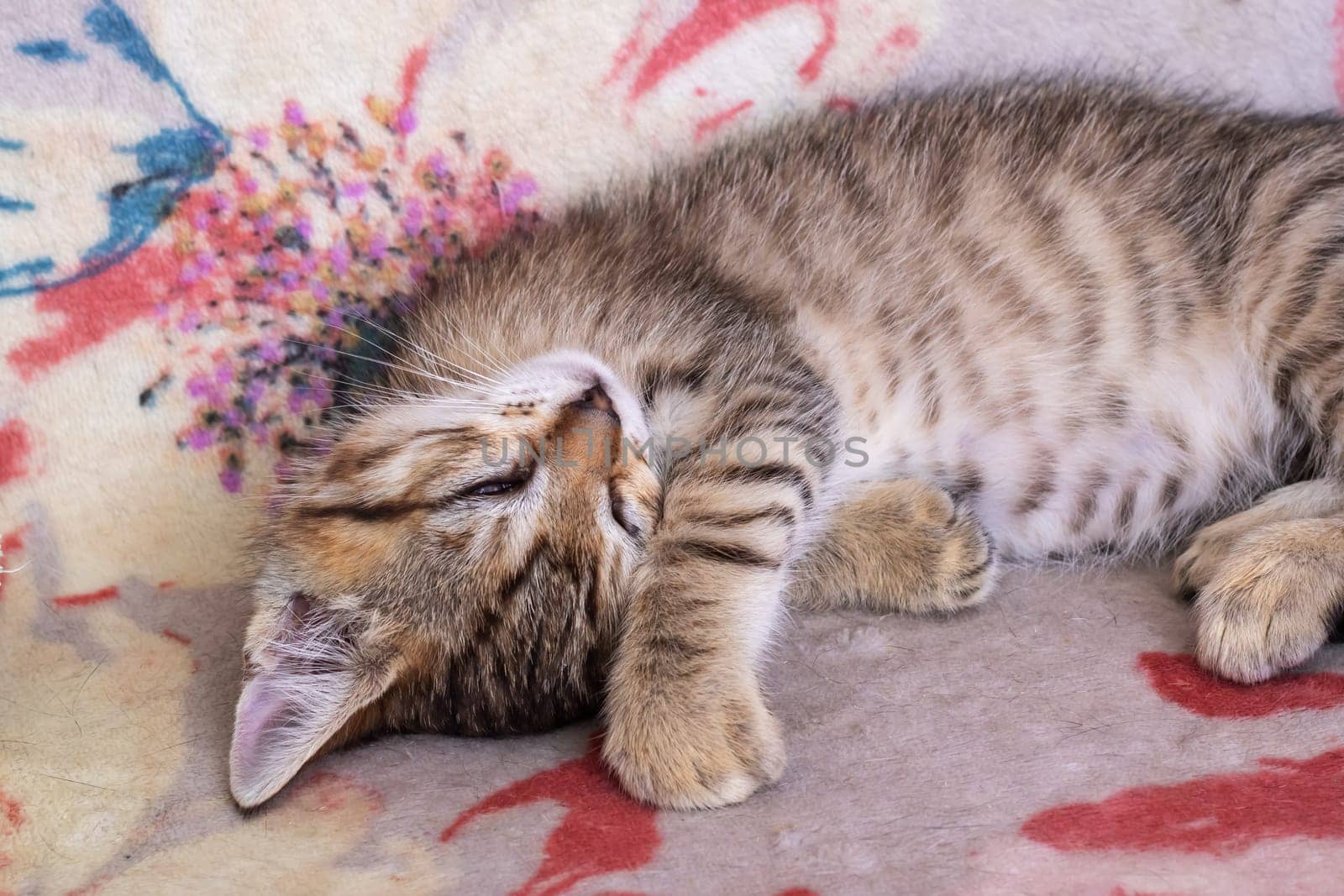 Little tabby kitten sleeping at home closeup by Vera1703