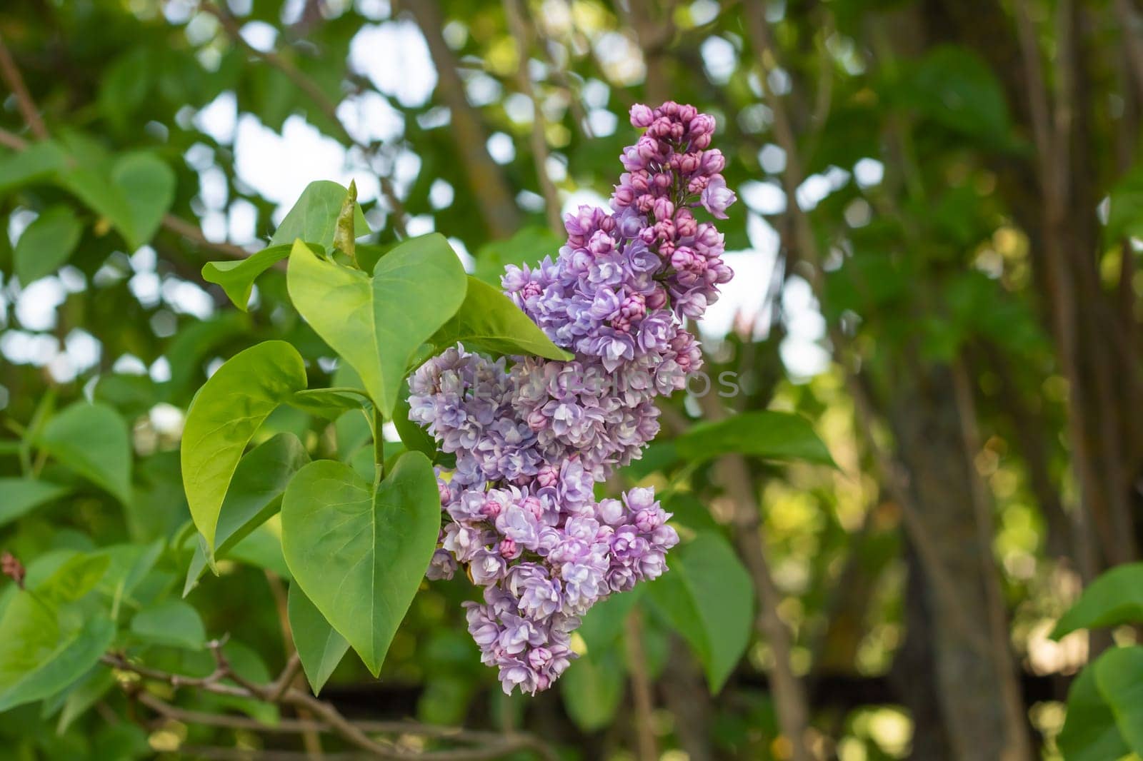 Purple lilac flowers among green leaves close up