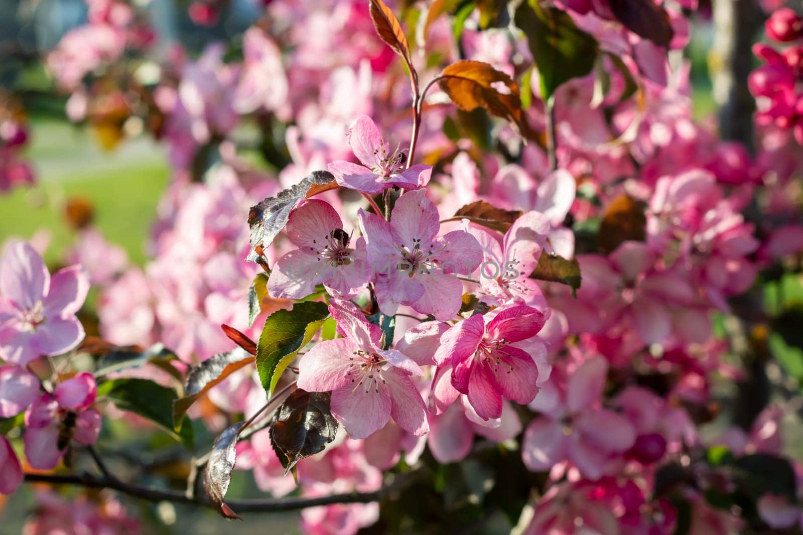 Bright pink apple blossoms close up, natural background