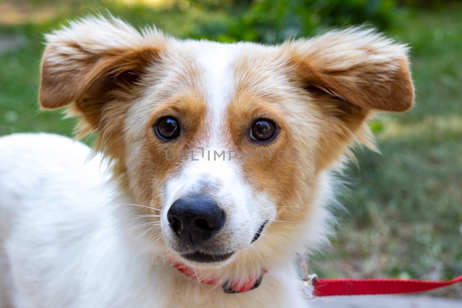 Red shaggy dog smiling in the park close up