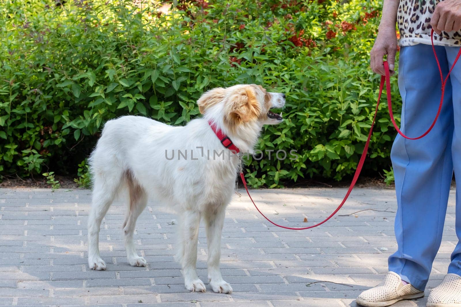 White fluffy dog walking in the park close up