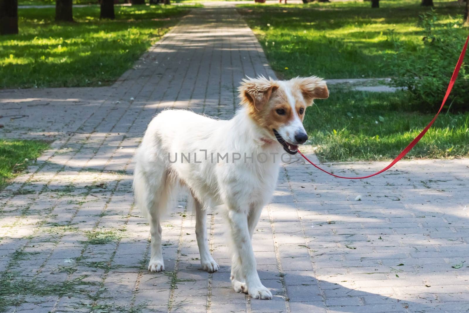 White fluffy dog walking in the park by Vera1703