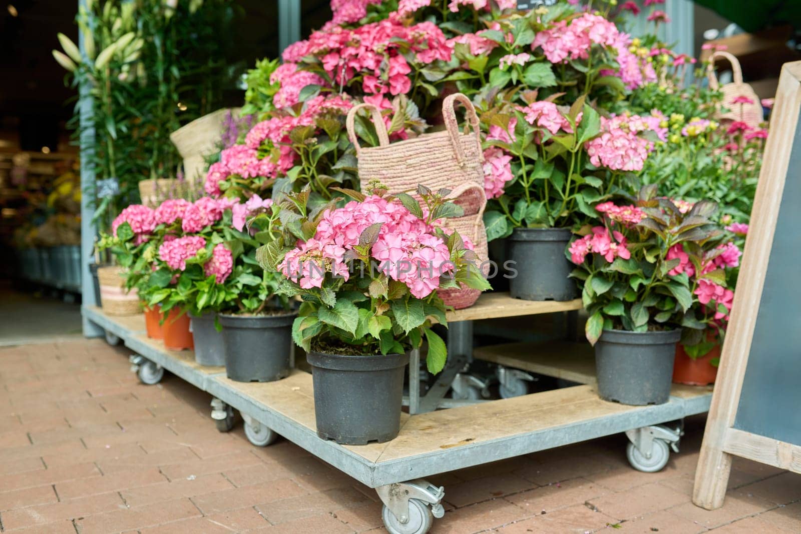 Shelf with pots of blooming pink large-leaved hydrangeas in plant flower shop. Floristics small business season summer autumn, delivery, decoration landscaping of houses apartments gardens backyards