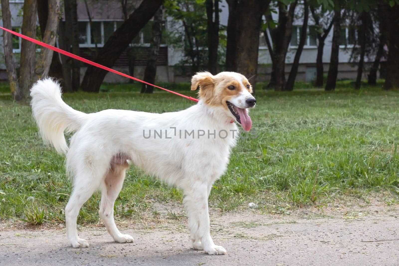 White fluffy dog walking in the park close up