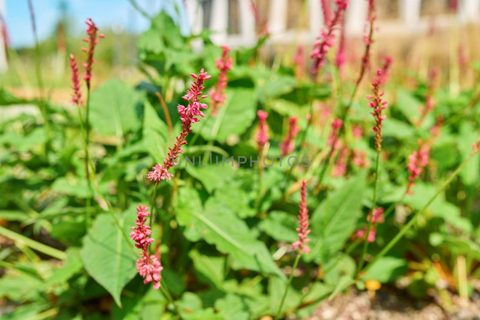 Flowering perennial plant peacharia in a flower bed close-up, decorative landscaping of flower beds of gardens of parks, green trends