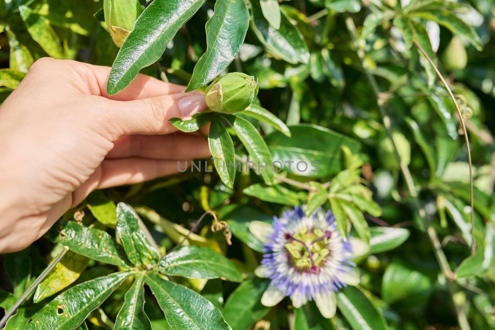 Passiflora blue plant, flowers close-up, decorative landscaping.