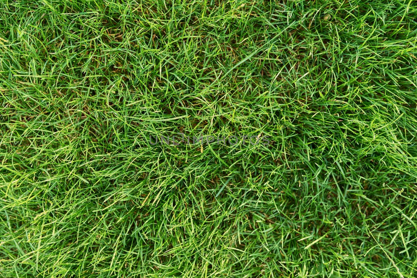 Green lawn top view, grass closeup, background texture.