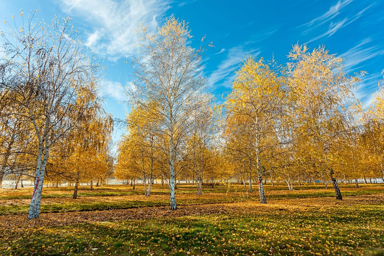 An orchard of aspen trees with yellow leaves in autumn near Plummer, Idaho.