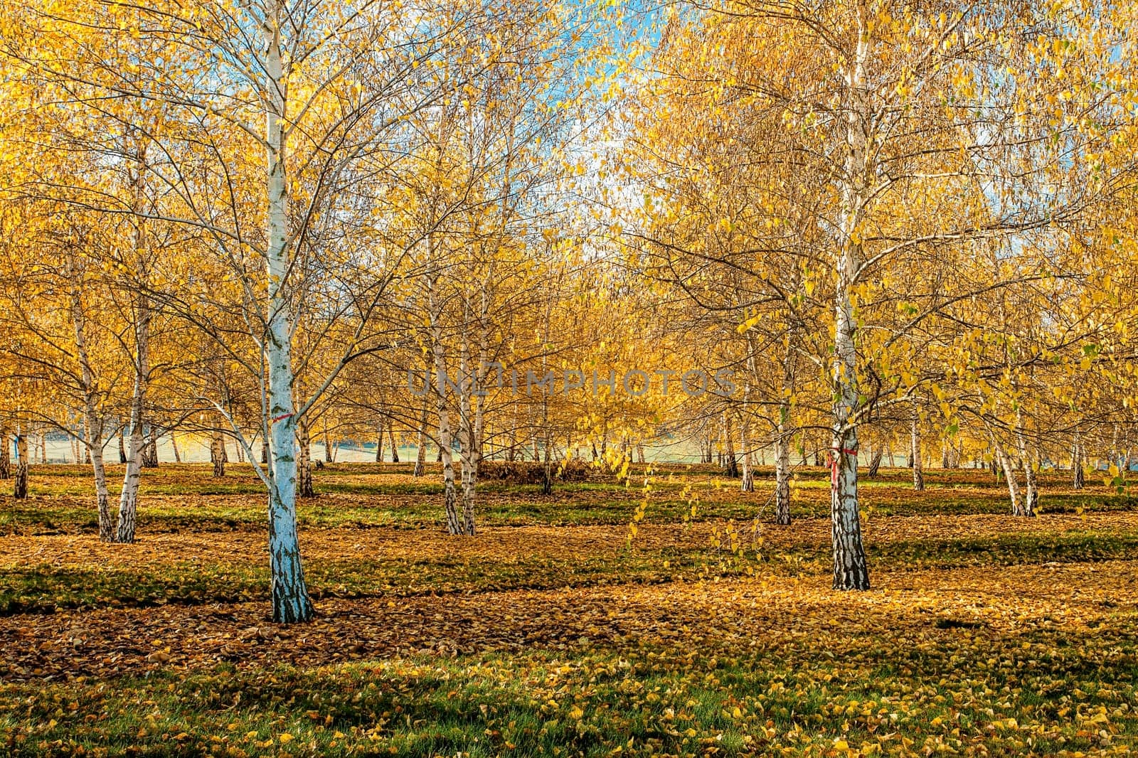 An orchard of aspen trees with yellow leaves in autumn near Plummer, Idaho.