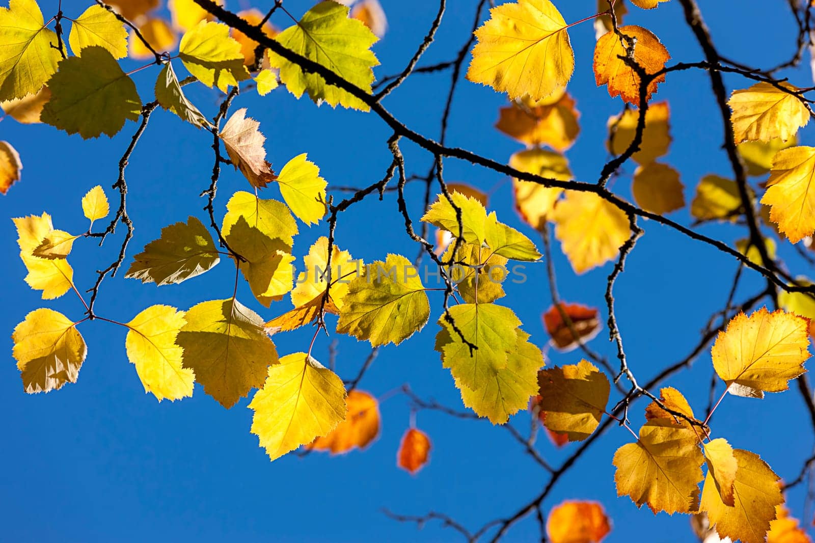 Beautiful fall leaves against the blue sky in Spokane, Washington.