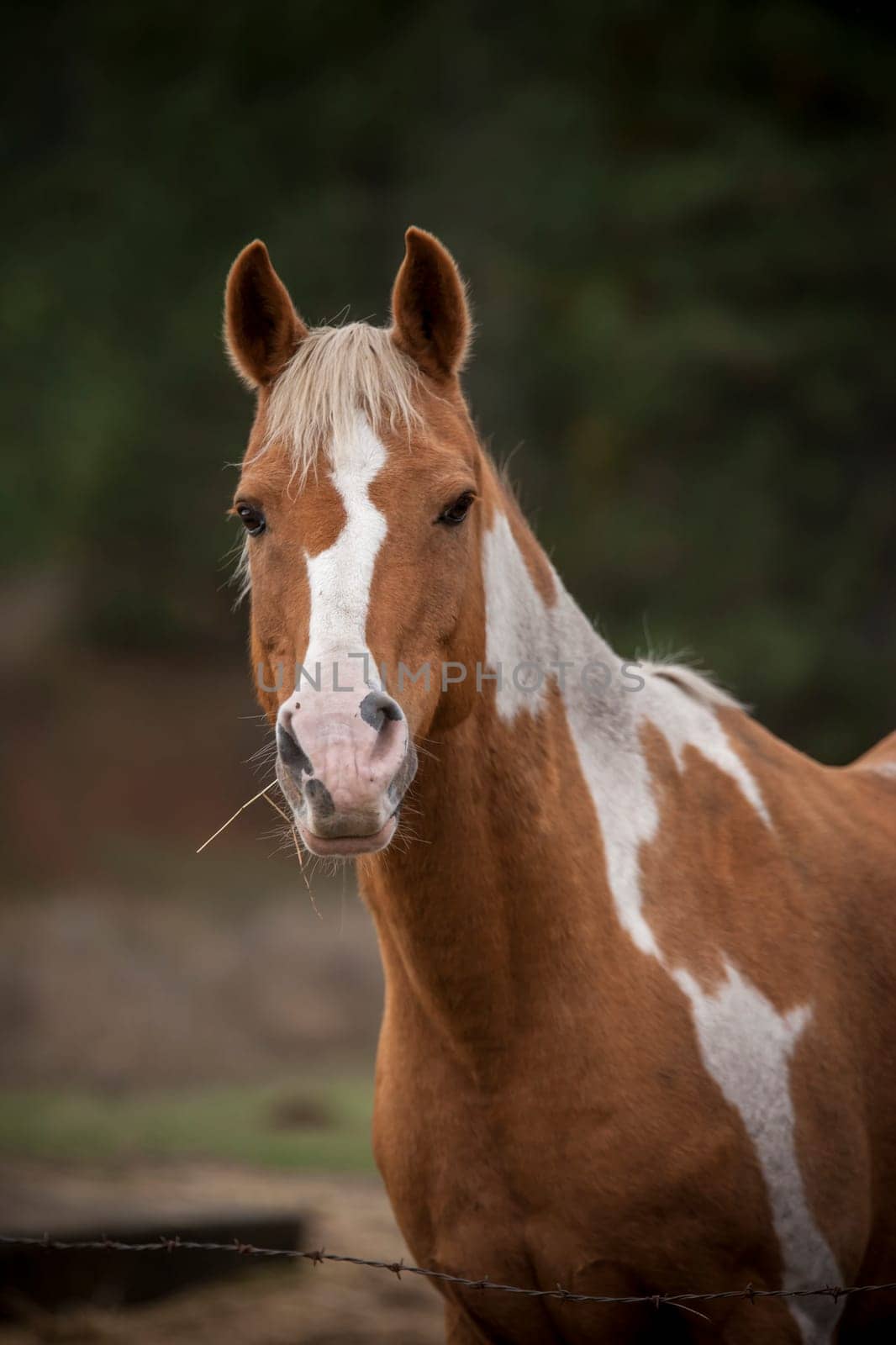 A close up of a portrait of a horse in north Idaho.