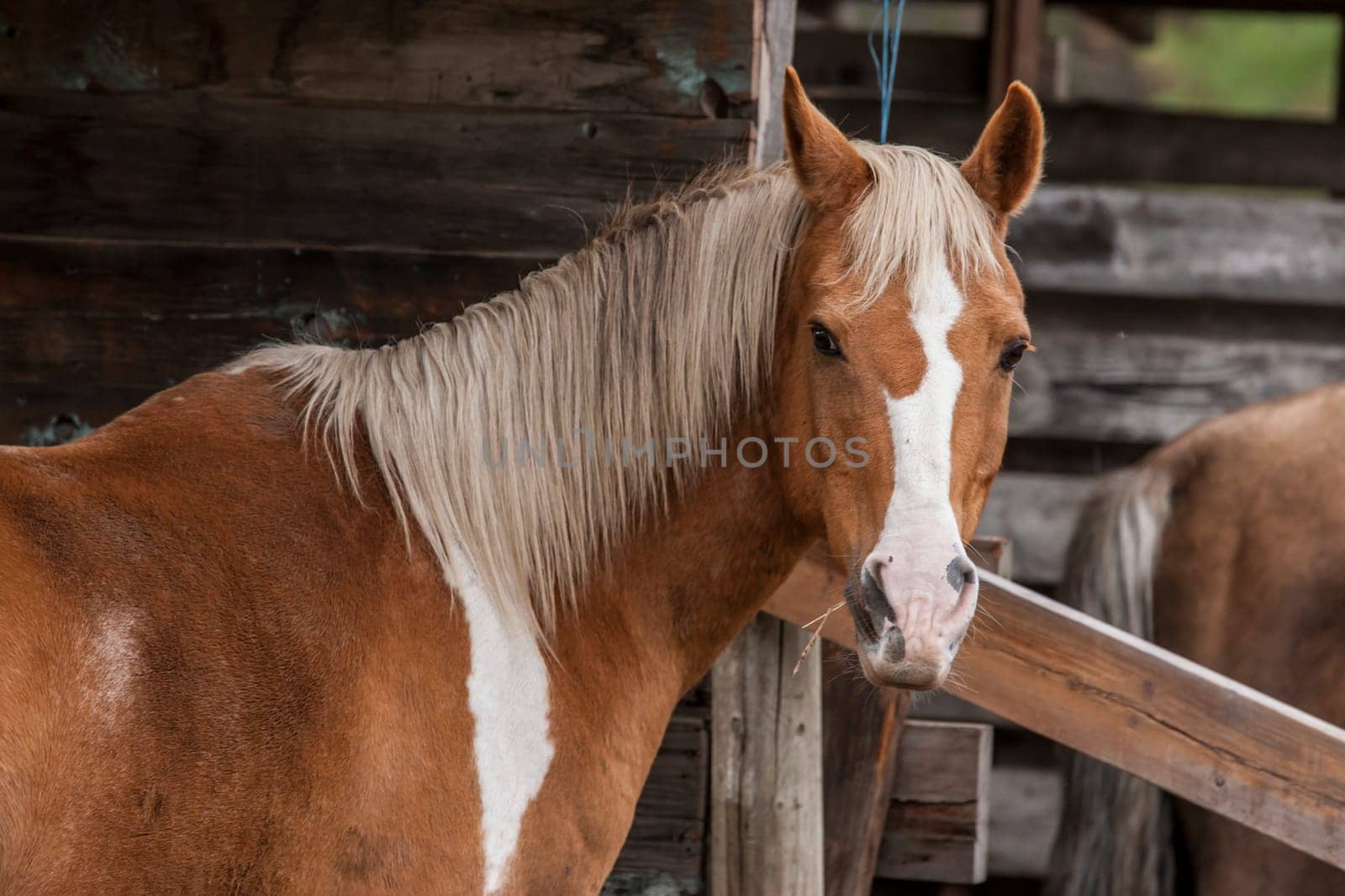 A close up of a beautiful horse at the barn in north Idaho.