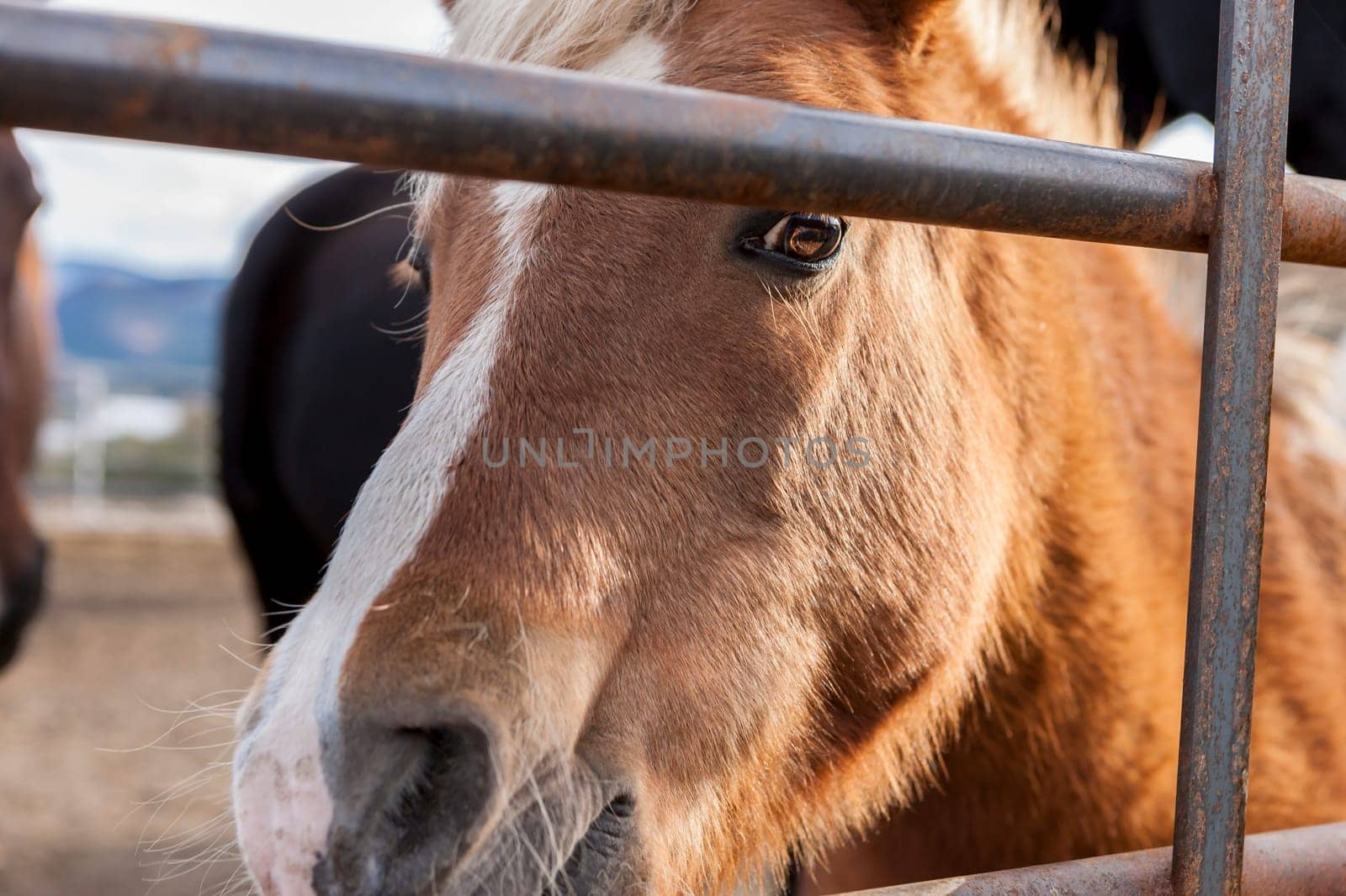 A close up of a pony by a metal fence.