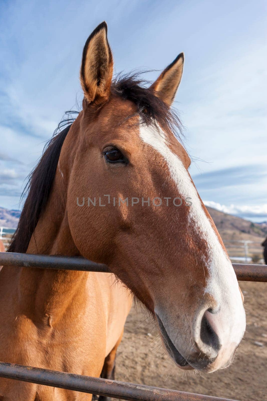 A close up portrait of a horse in the corral.