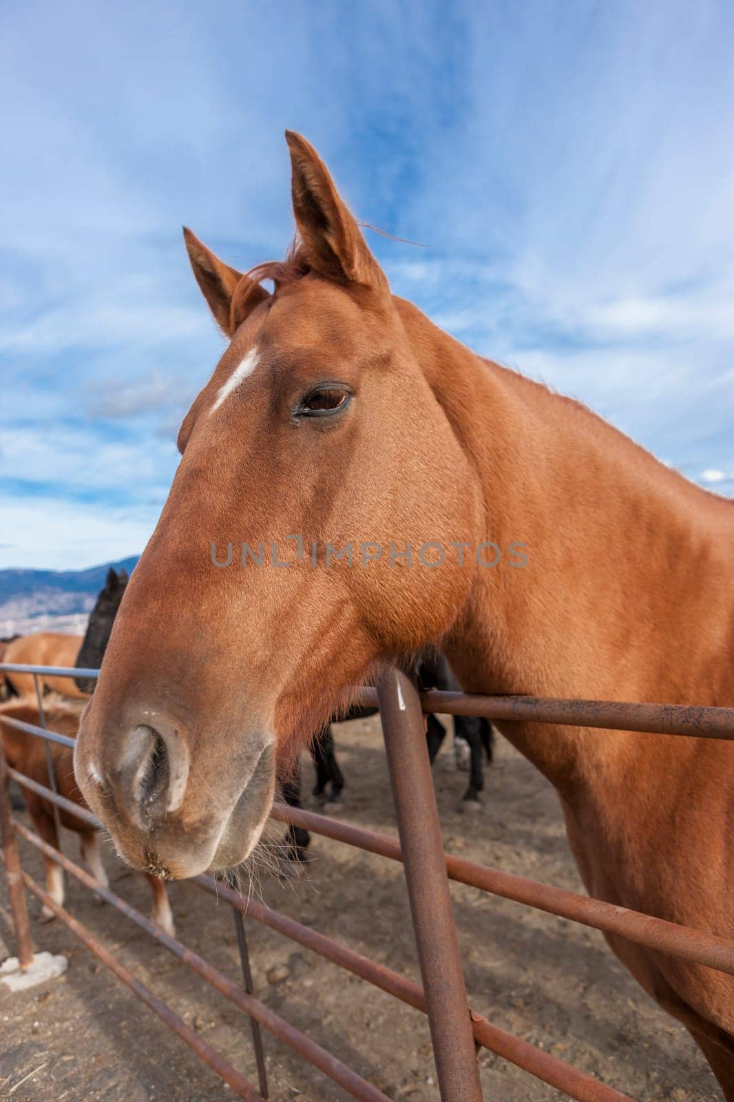 A close up portrait of a horse in the corral.