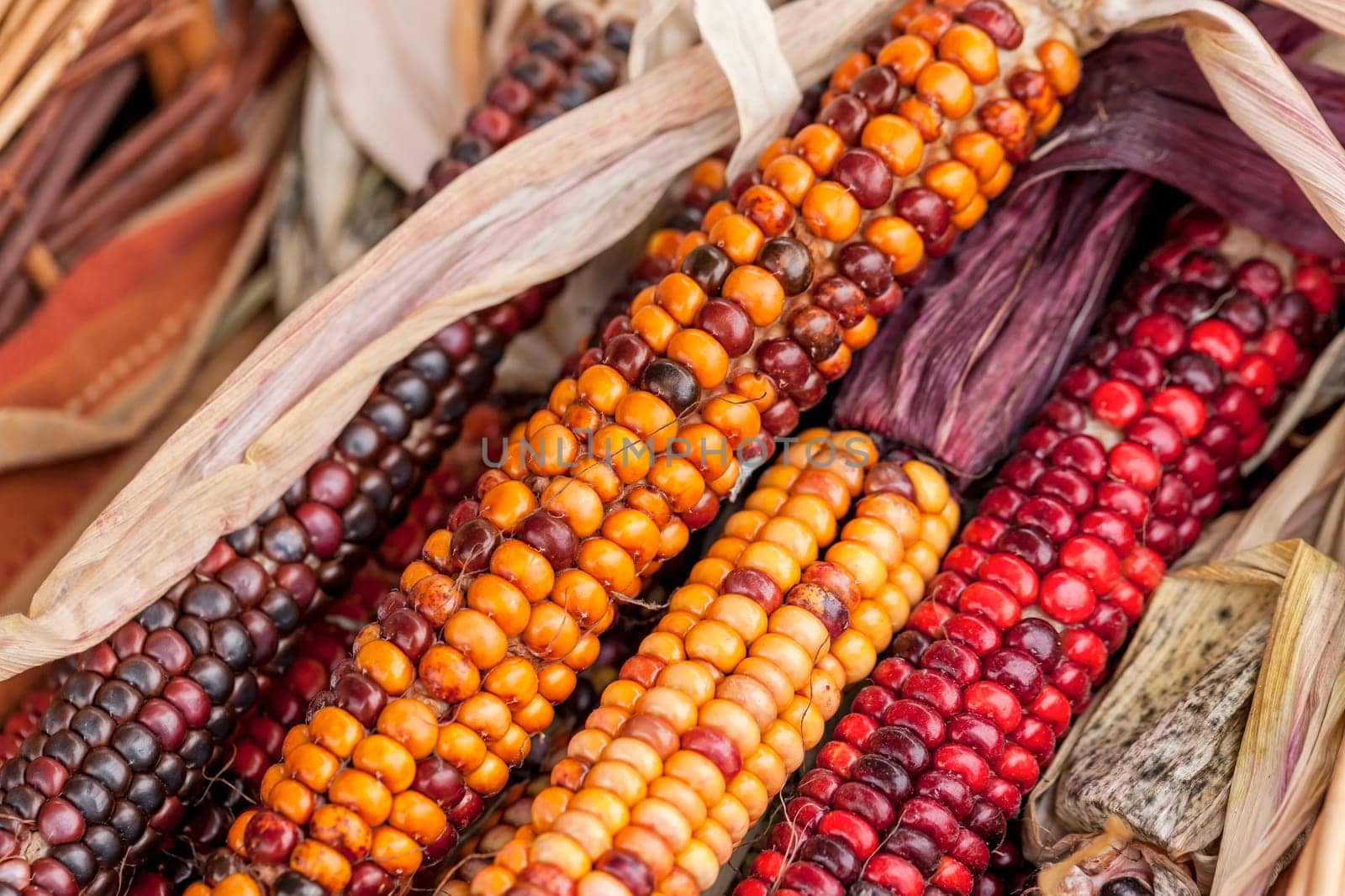 A close up of multi colored corn most common during the holidays.