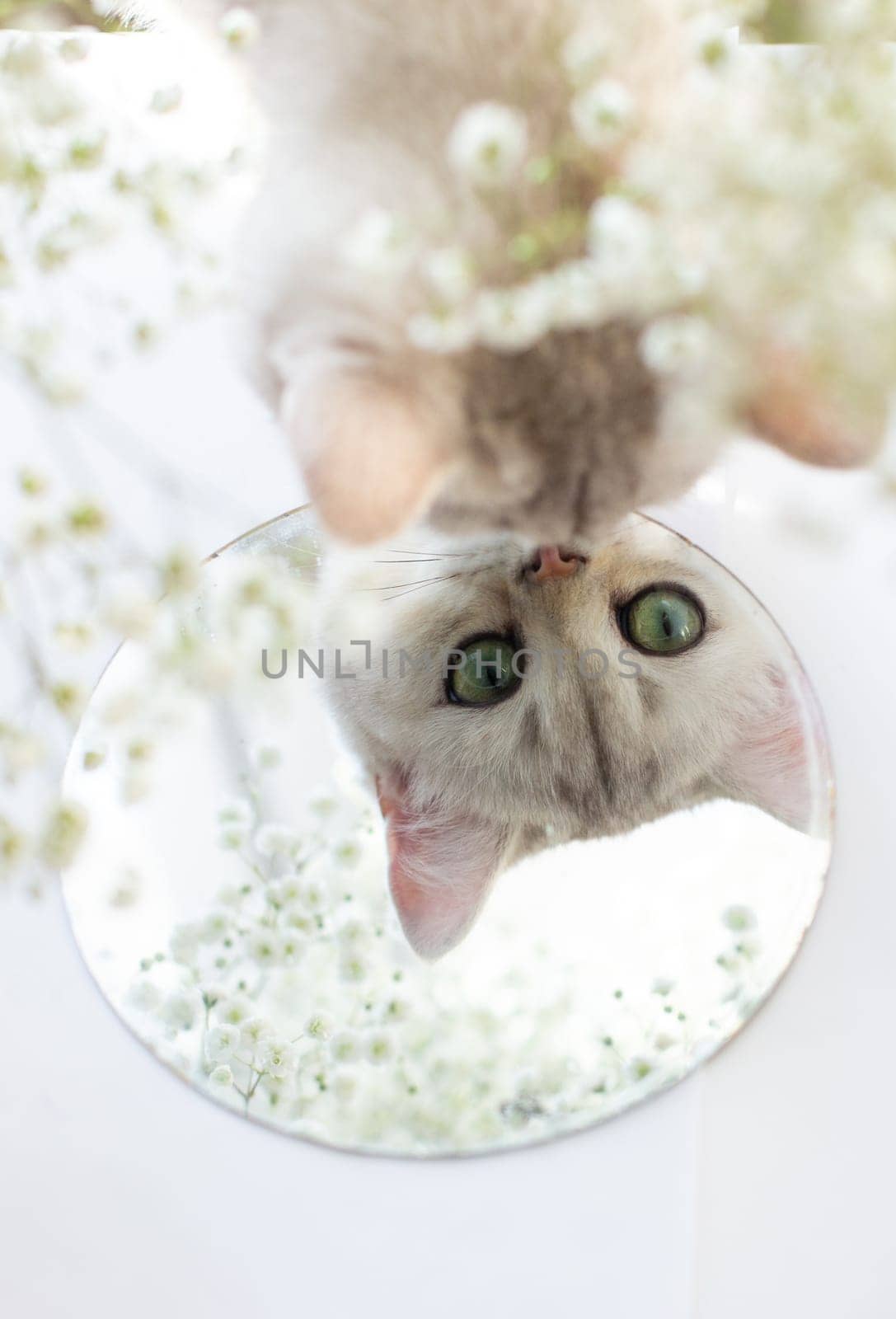 White British kitten looks in a round mirror. White floral background with gypsophila. Copy space. Vertical