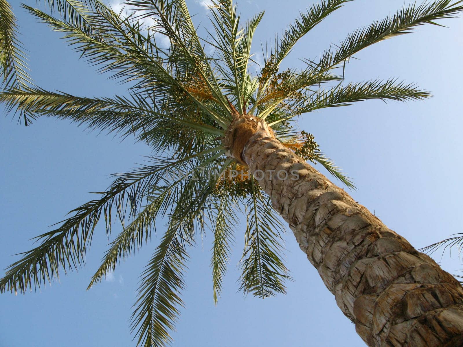 Looking up at a tall palm tree against a clear blue sky.