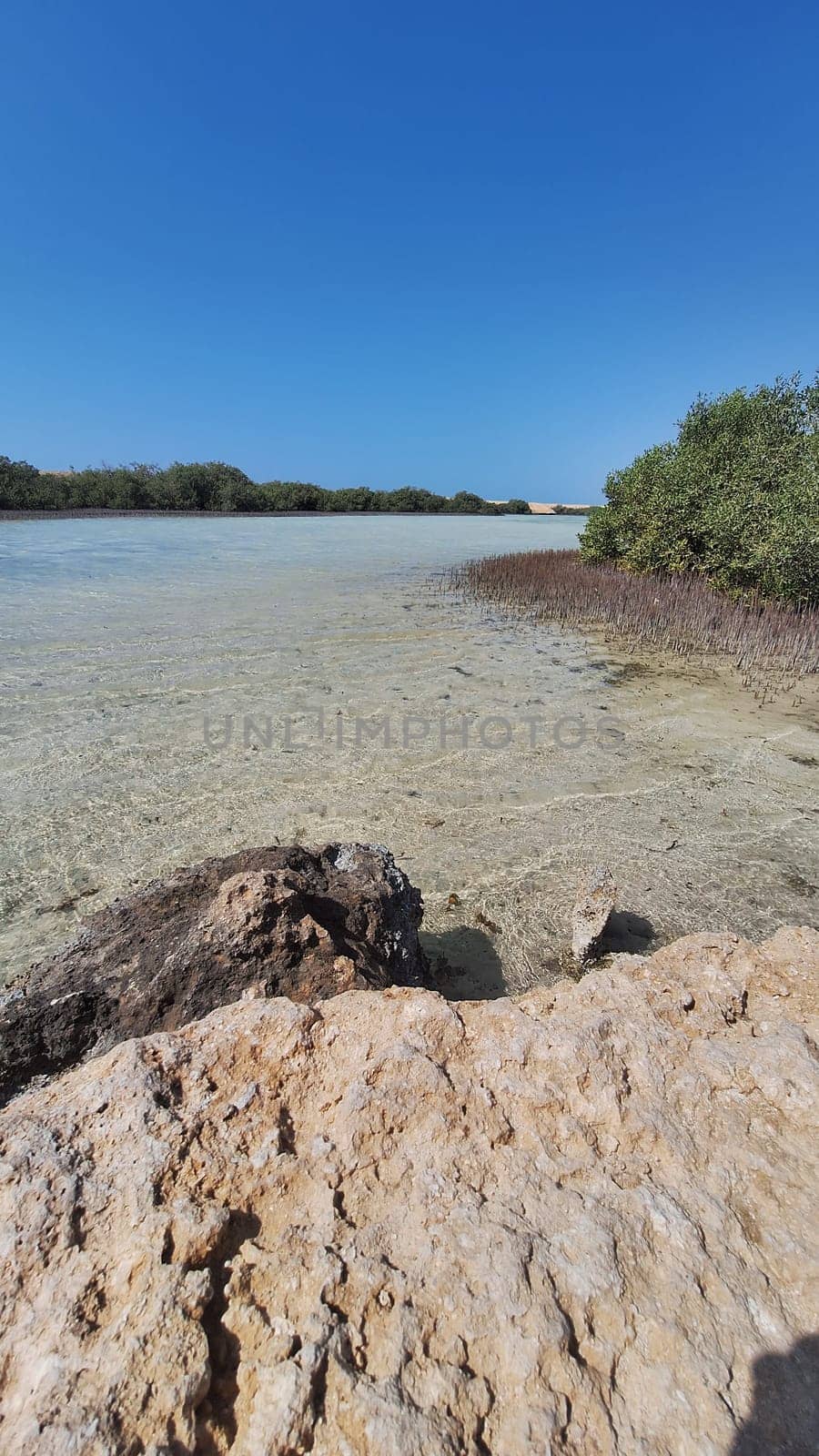 A landscape with a coastal area and mangroves growing in salty sea water, on a sunny day with a blue sky. Vertical