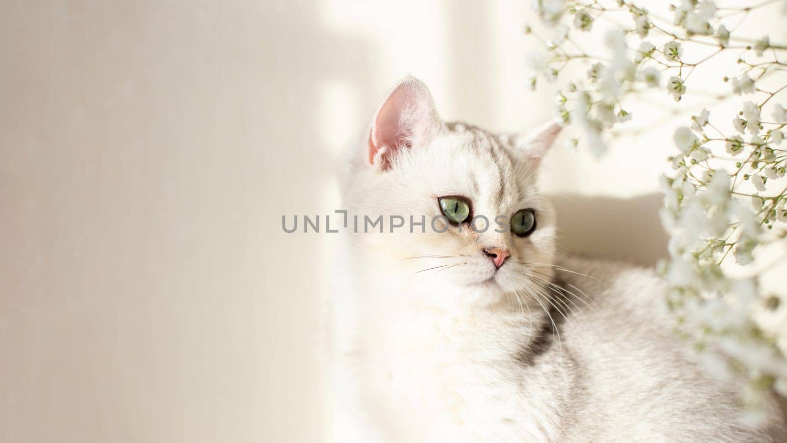 Wide banner white British cat, green eyes, with flower gypsophila, on white table in sunshine. Copy space