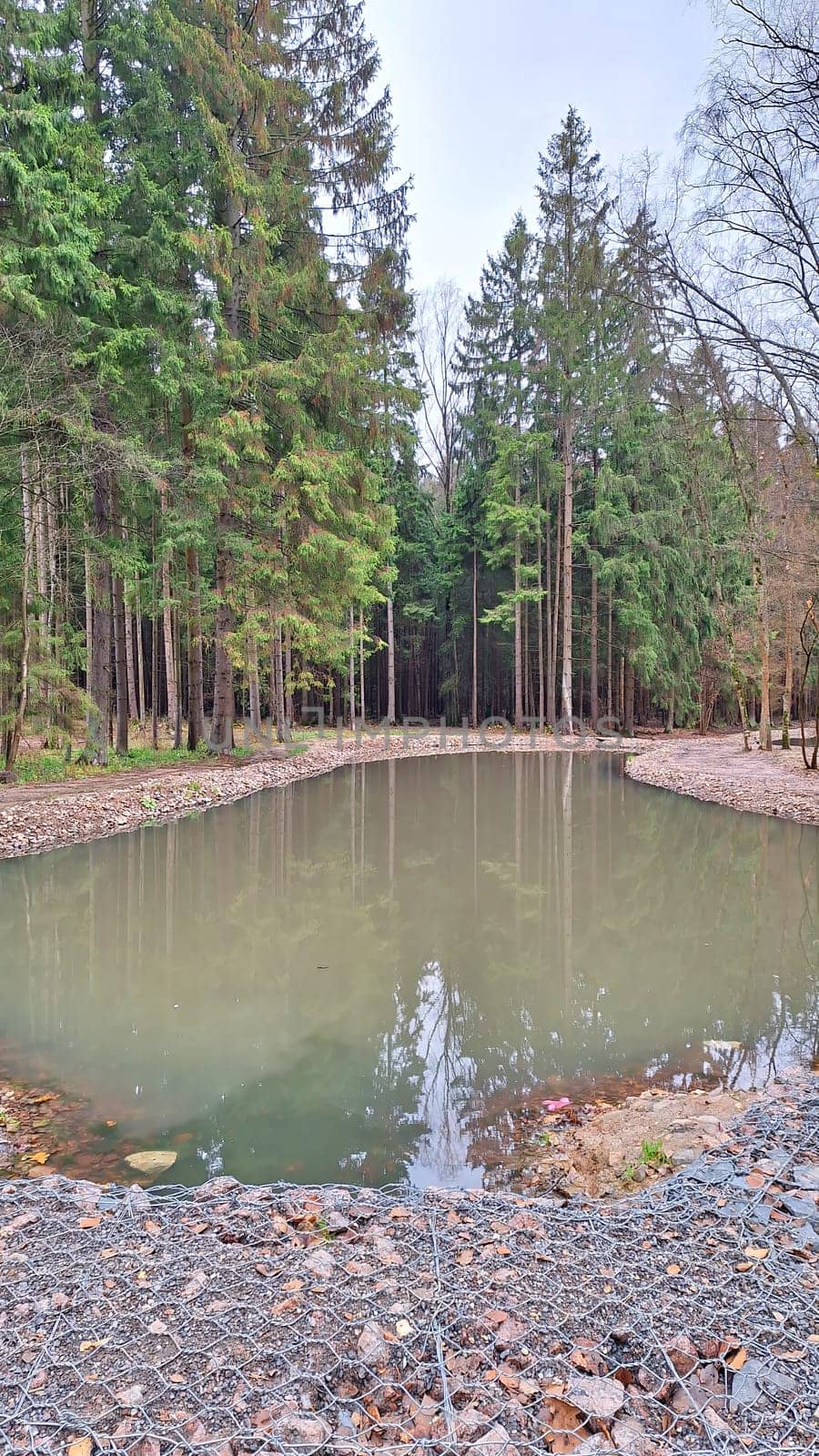 Tranquil forest pond surrounded by tall evergreen trees in a serene setting.