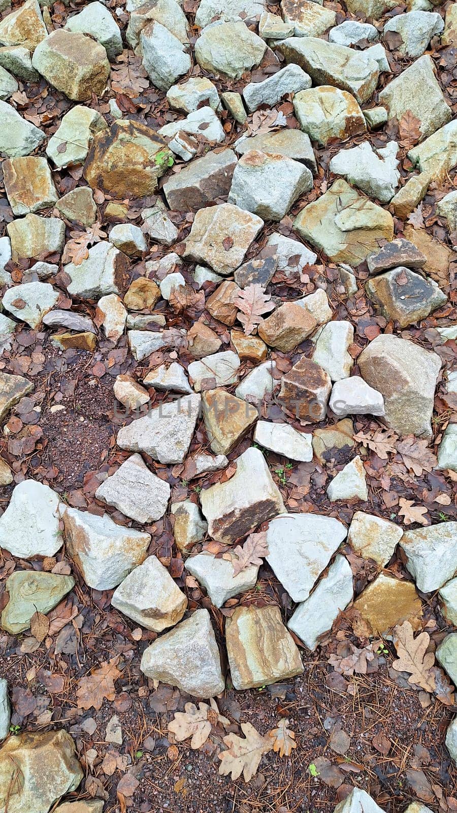 Autumn leaves and stones on a forest floor.