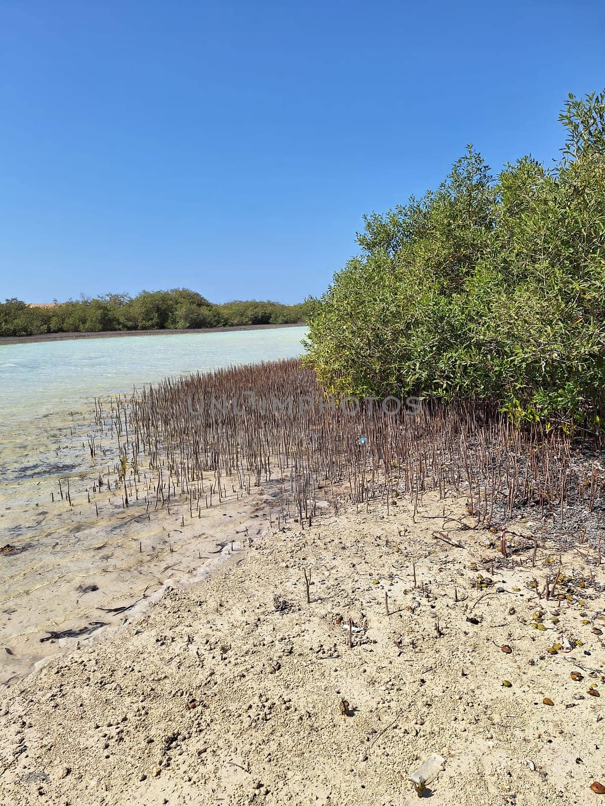 Unique mangrove trees, growing in salty sea water, on a sunny day.Vertical