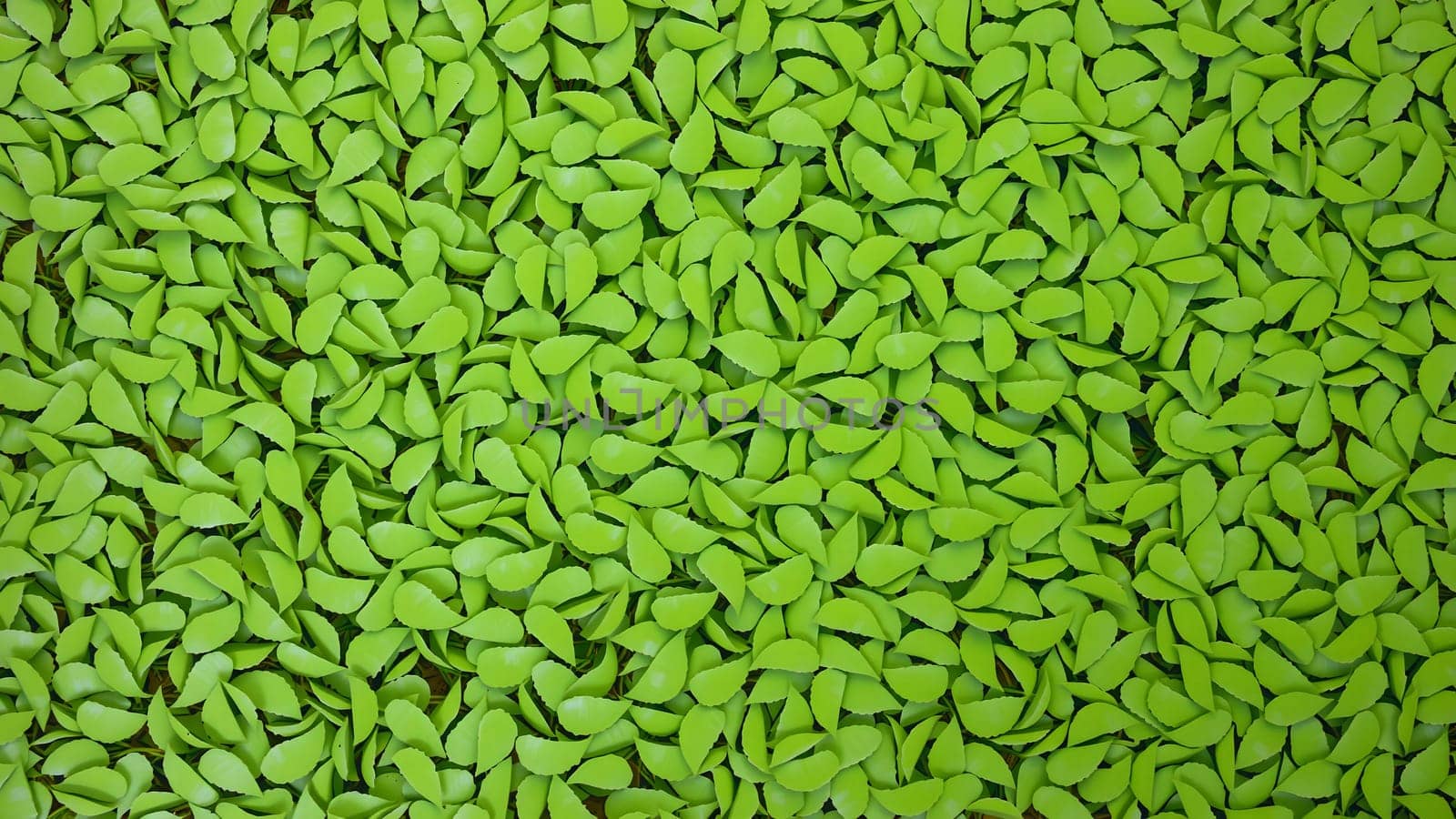 The Green duckweed abstract natural background