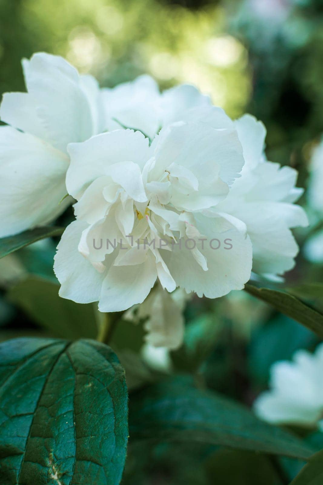close-up of densely blooming jasmine, many white jasmine flowers among green leaves.