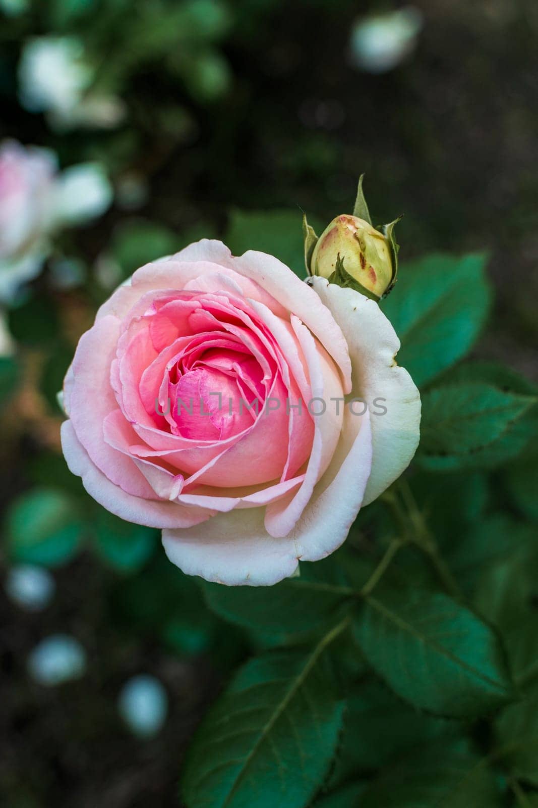 close-up of a lush rose flower of soft pink color and a bud. The rose grows against the background of the sky and green leaves. vertical photo