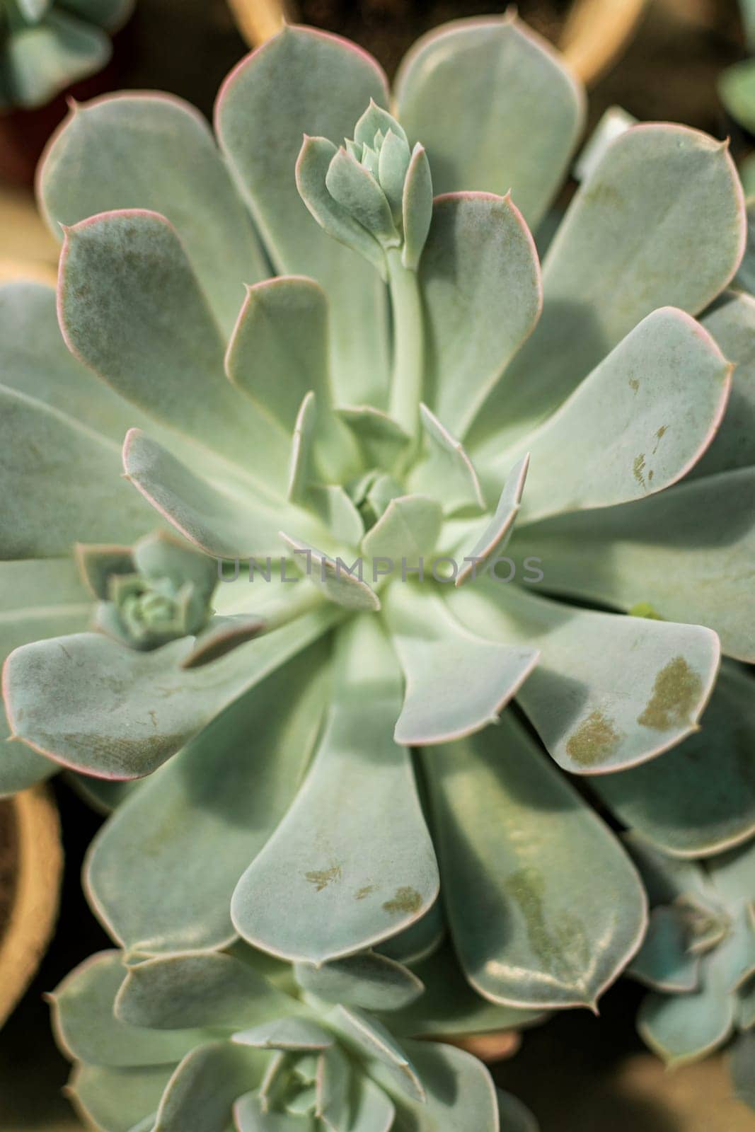 close up of succulent flower. The flower has large leaves, light grey in colour, with smaller flowers growing around it.A close up of a flower. High quality photo
