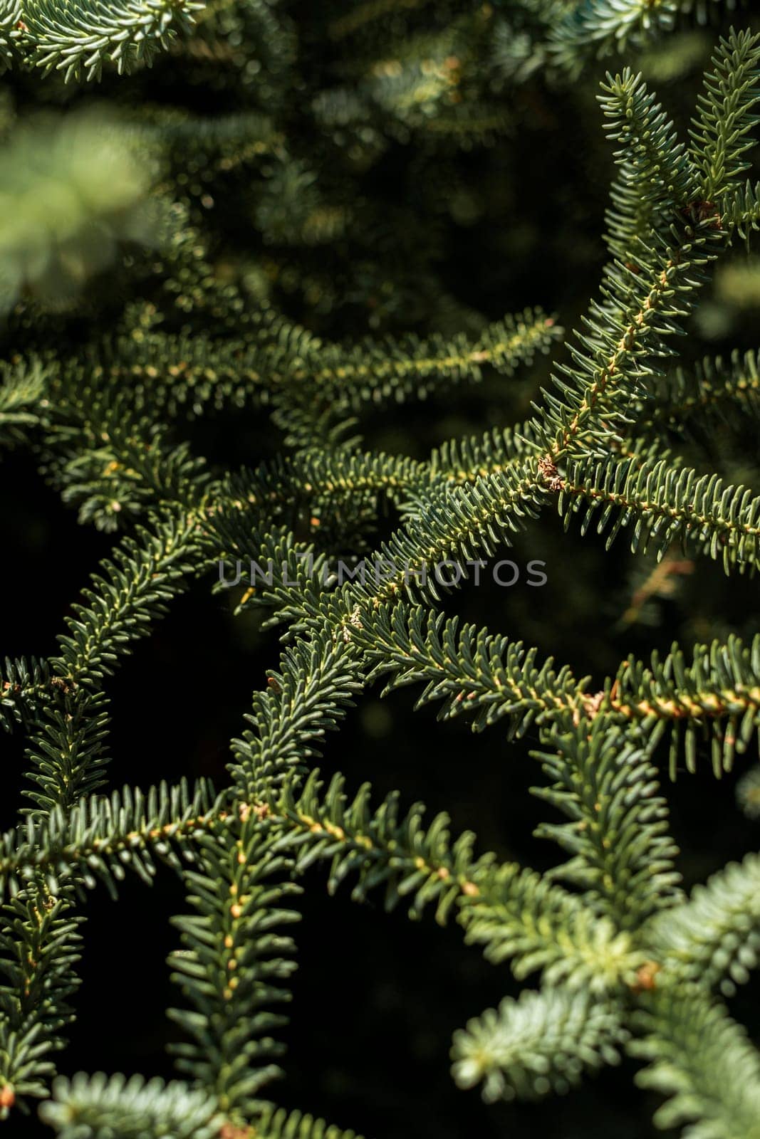 close up of pine tree branches with small needles. branches create a pattern. background with christmas tree
