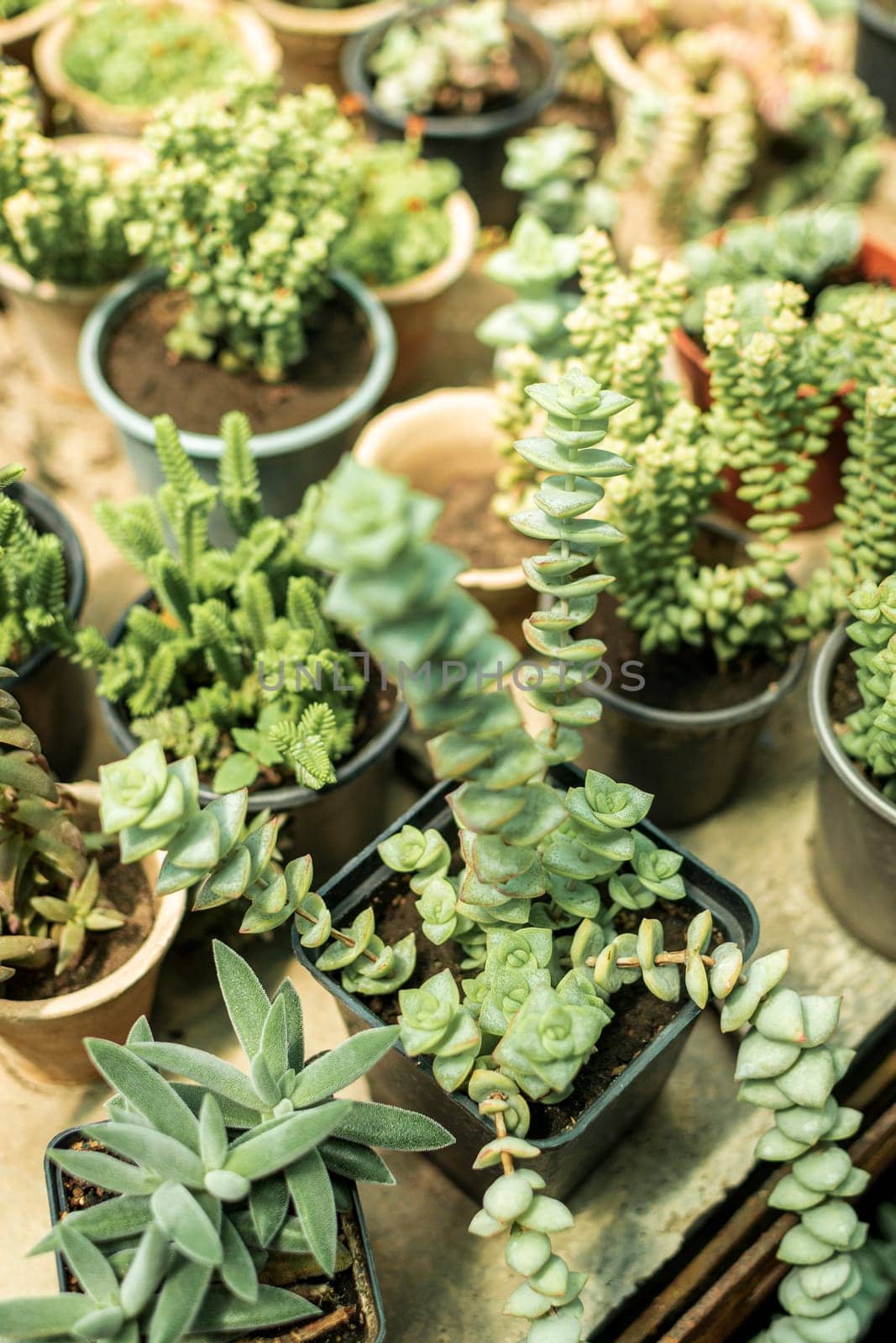 bright display of different succulents. flowers grow in pots. various types of succulents in pots in a nursery, in a greenhouse