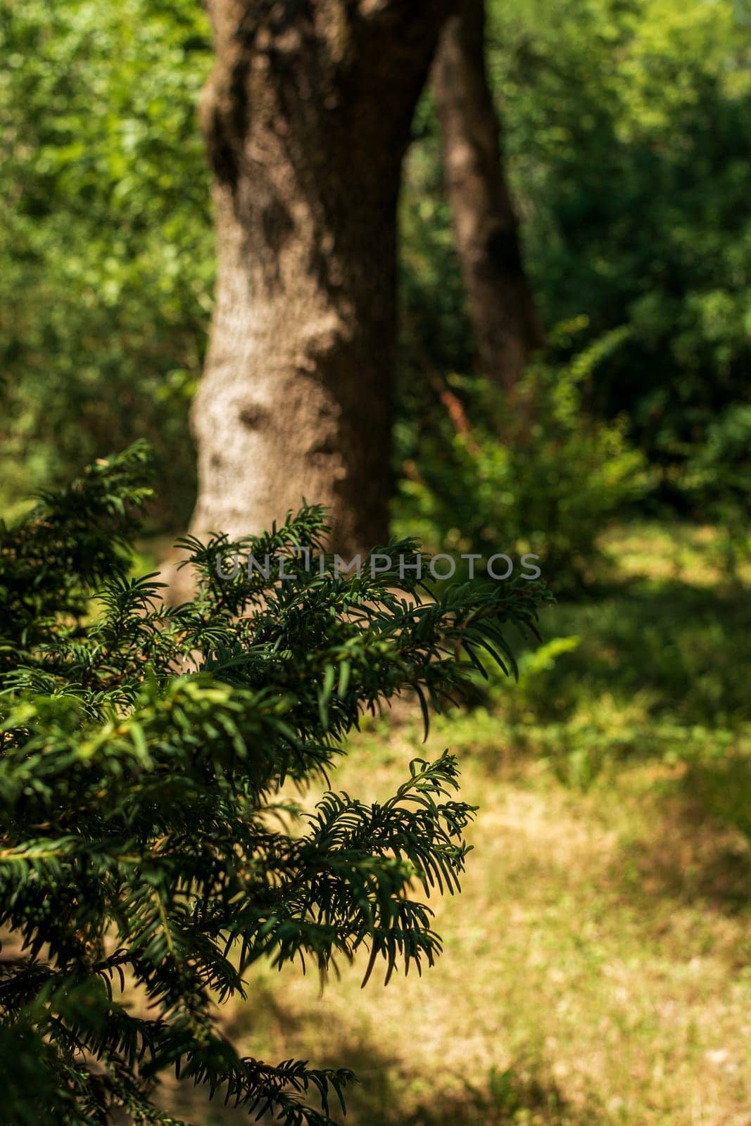 sunny meadow in the forest or park. grass in the meadow, bushes in the foreground, large trees growing around. vertical photo