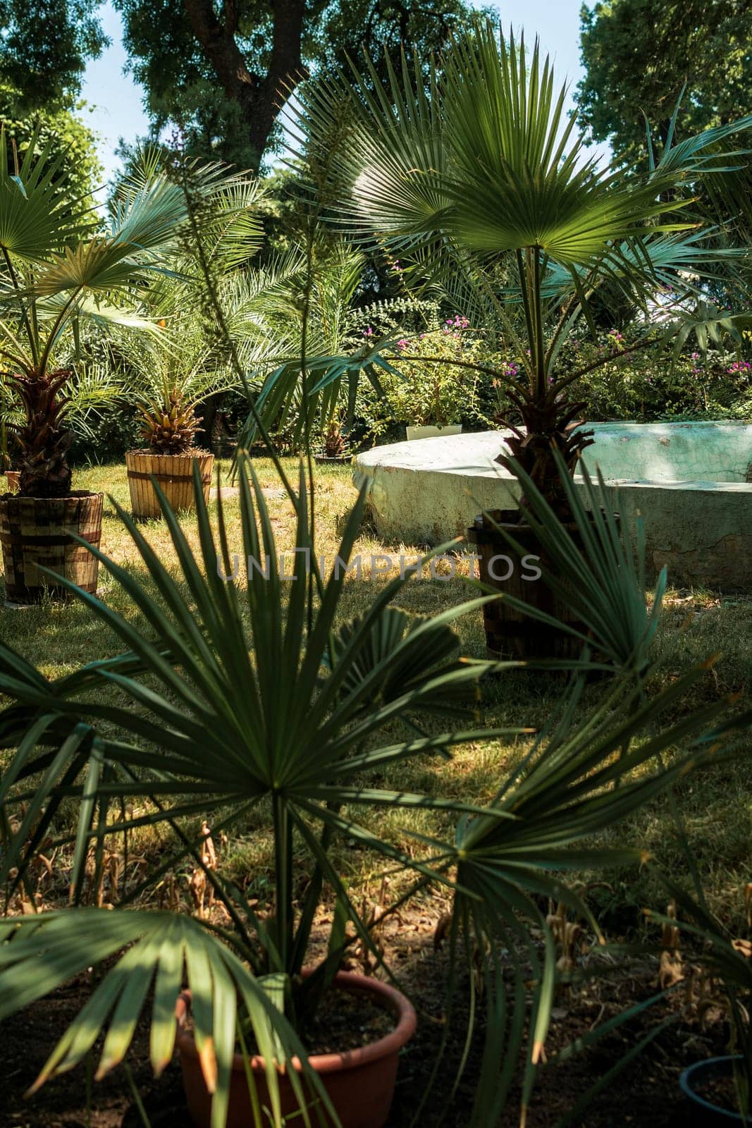 There are palm trees in pots growing in the garden. Large evergreen palm trees are displayed outside in the park. The palm leaves are like a fan.