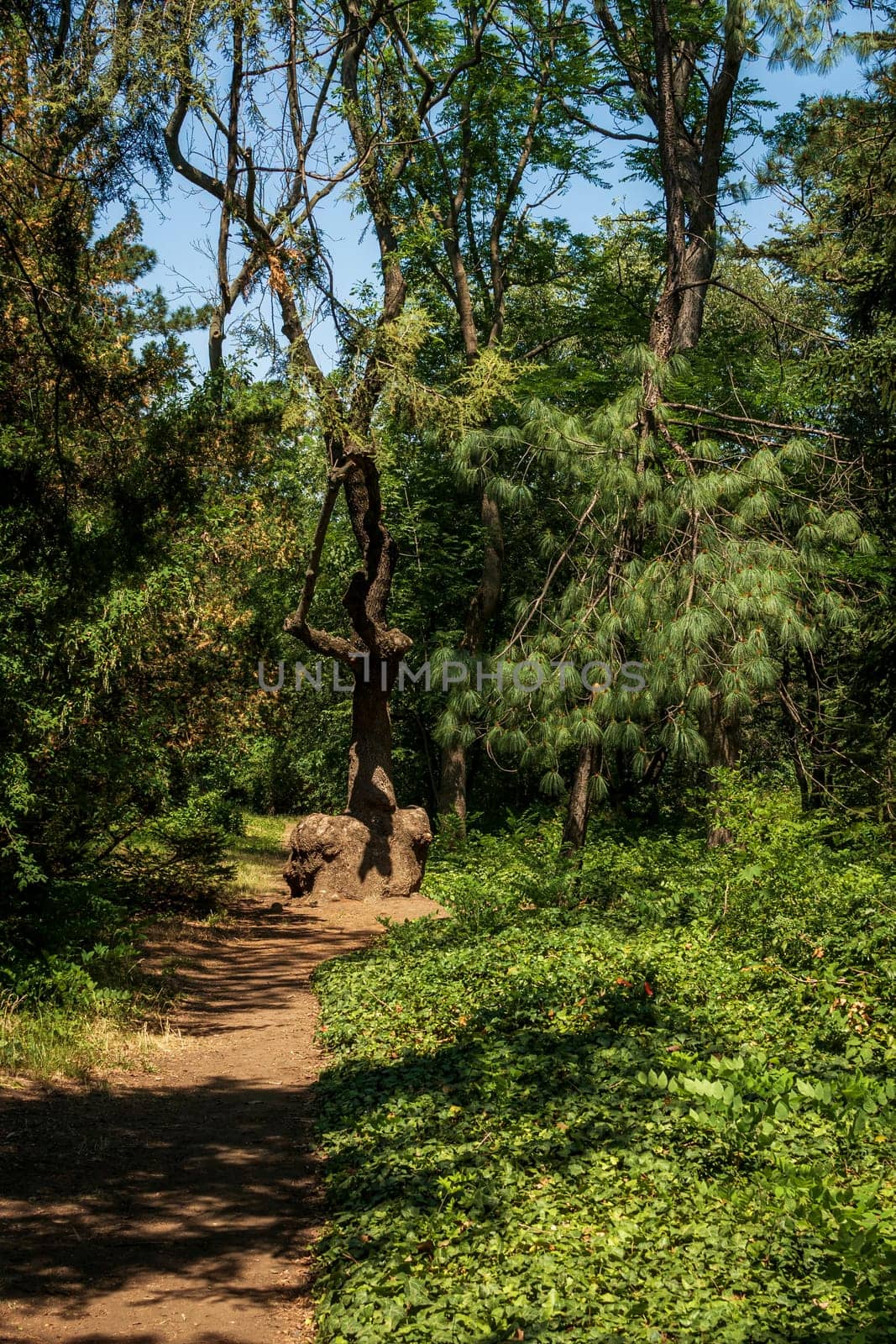 forest path in the park huge trees grow around. the ground around the path is covered with ivy thickets. the shadow from the sun falls on the ground.