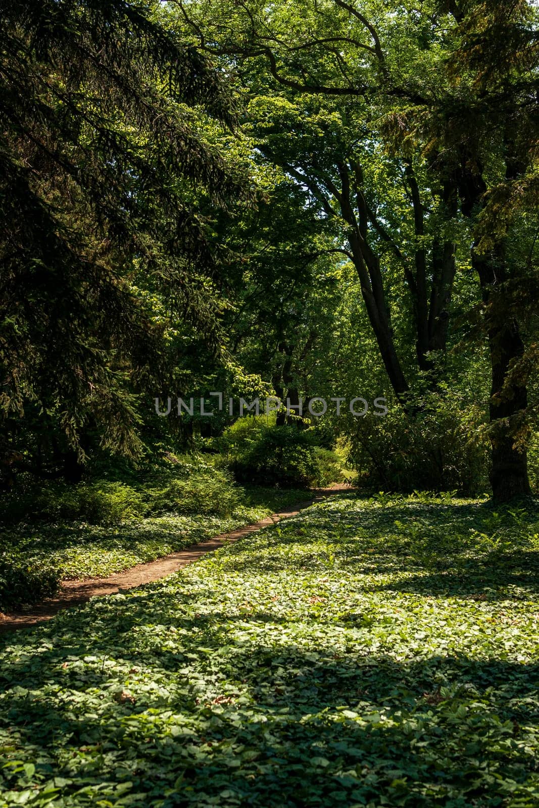 a clearing completely covered with evergreen ivy. huge tree branches around. sun rays falling on the ground