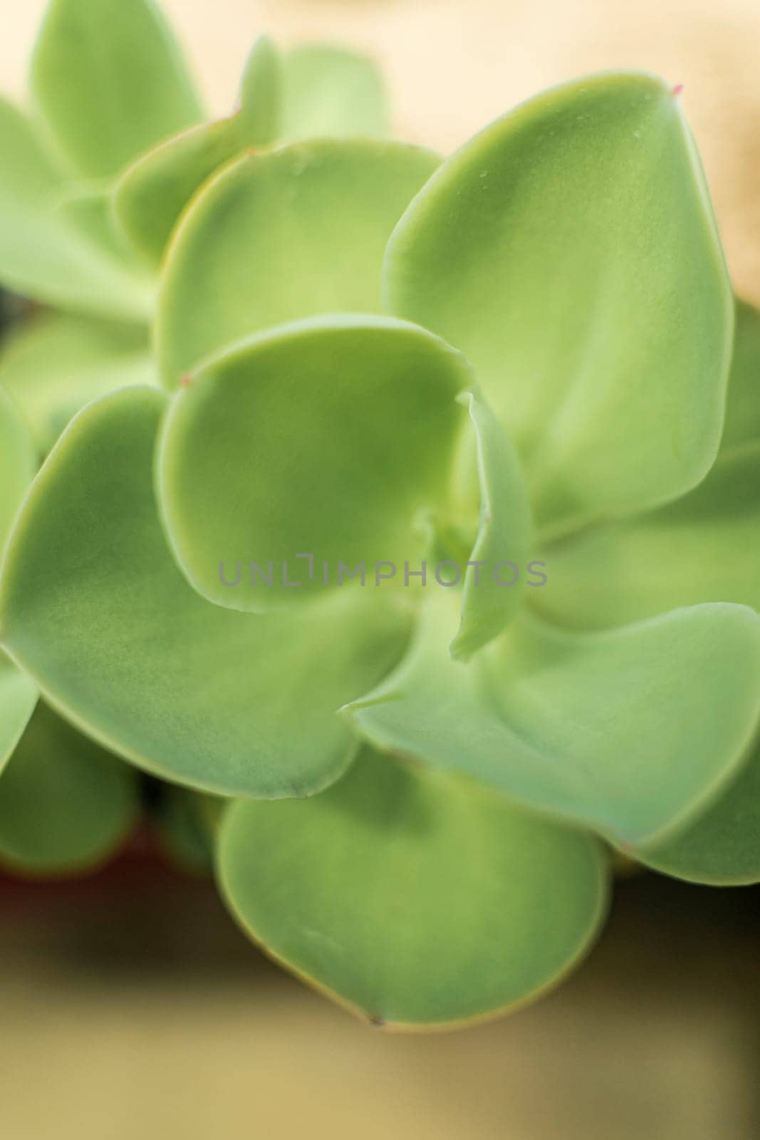 close up succulents. soft green leaves of succulent. vertical photo