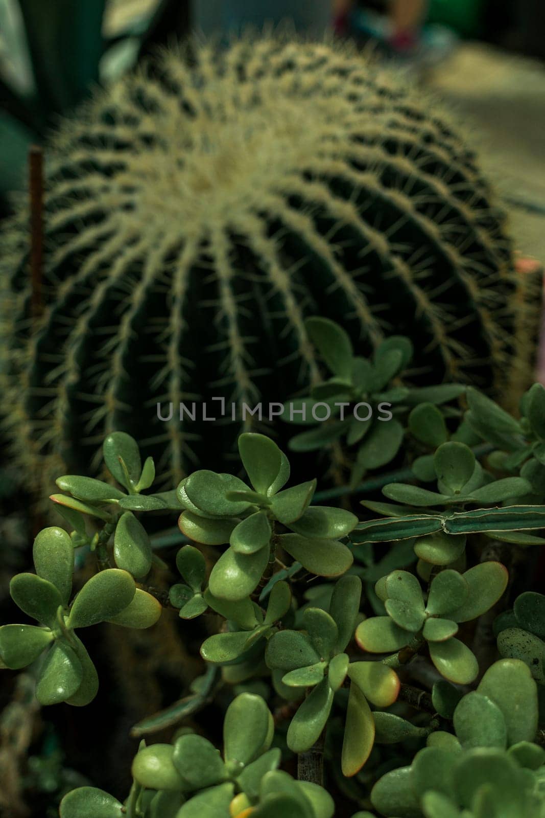 huge green round cactus and succulents around it. cactus grows in the background. in the foreground there are many succulents.