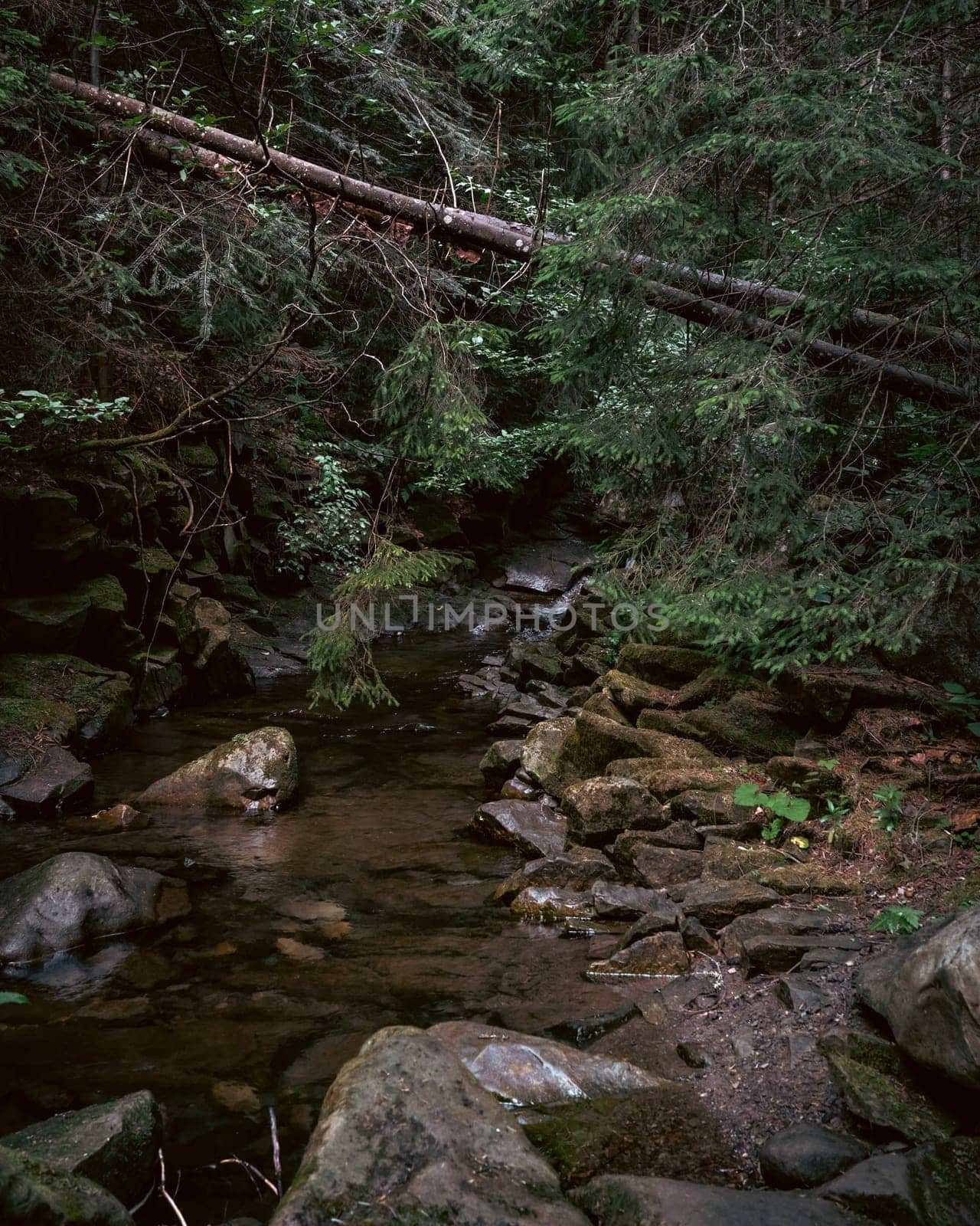 The stream carves a path through the forest, cascading over stones and creating a peaceful atmosphere. The rich, green foliage frames the natural beauty of the scene.