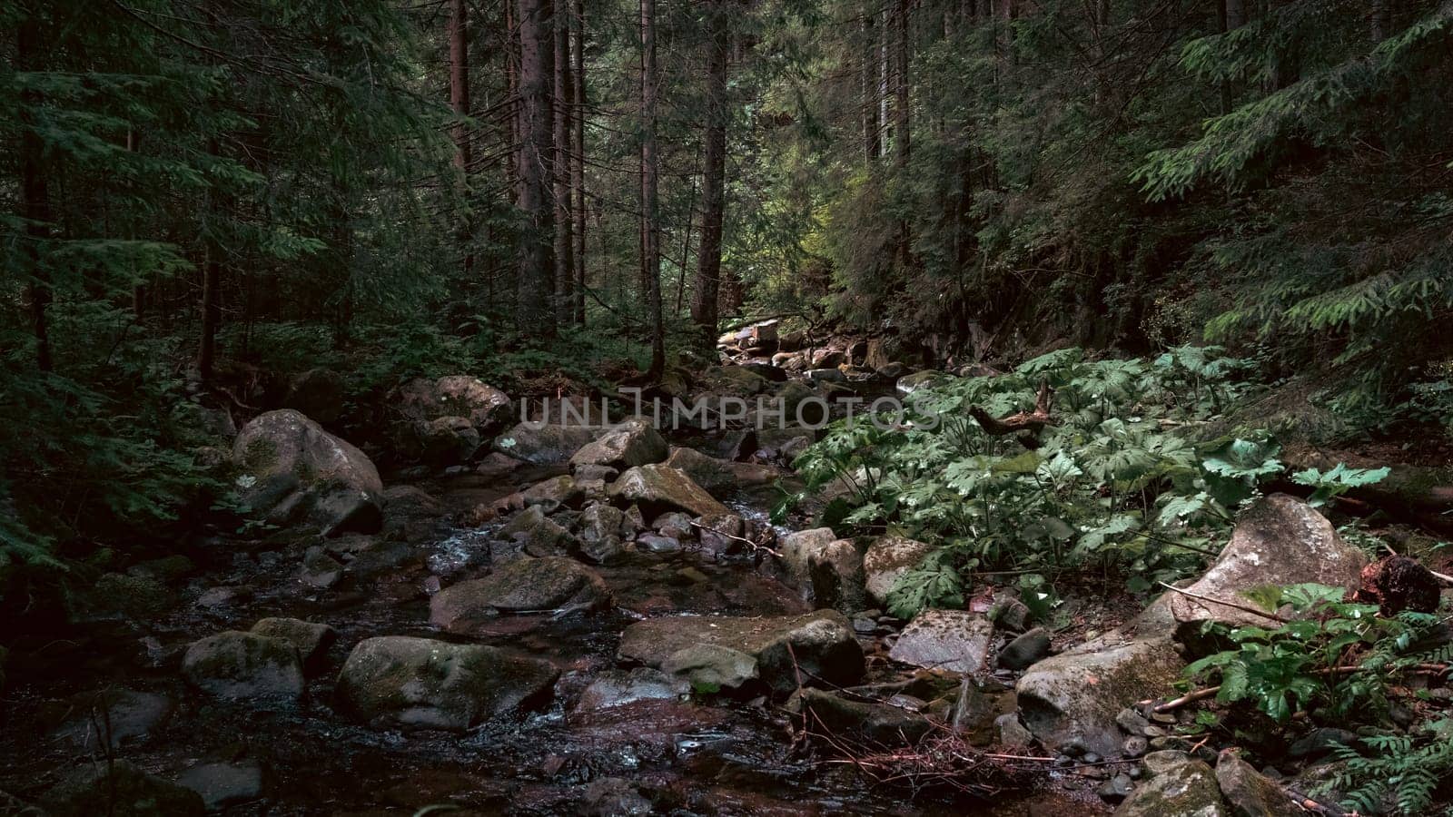 The stream carves a path through the forest, cascading over stones and creating a peaceful atmosphere. The rich, green foliage frames the natural beauty of the scene.