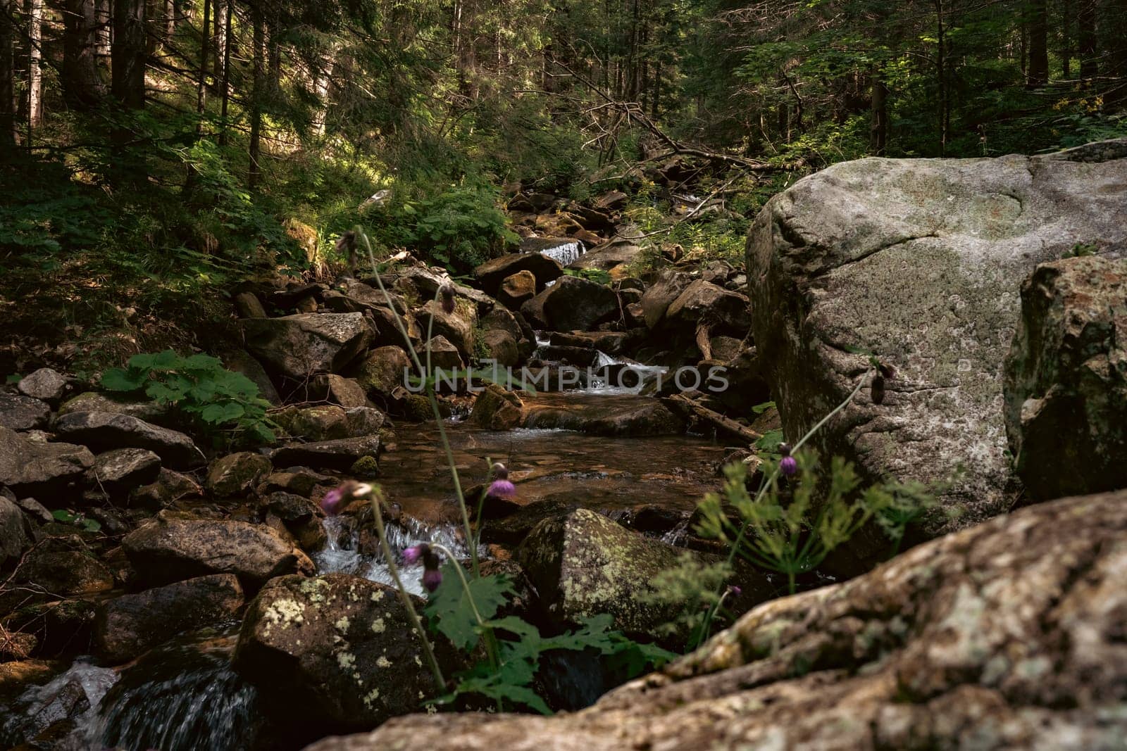 The forest opens slightly as sunlight creates a natural spotlight in the middle of the woods. Moss and grass thrive in the small clearing.