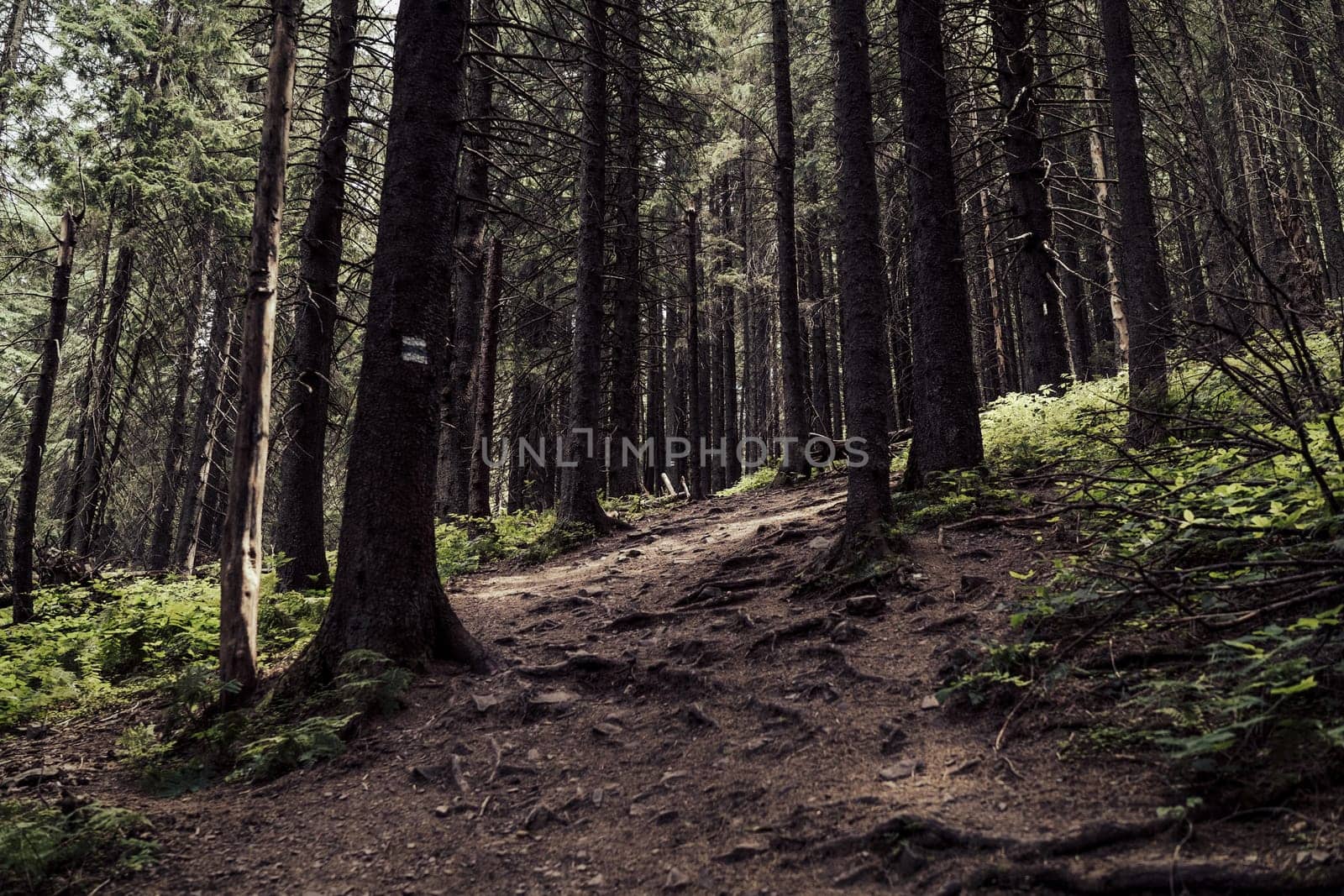 The twisted roots of the trees have surfaced along the forest trail, intertwining with the dirt path. The forest feels alive, with nature showing its strength.